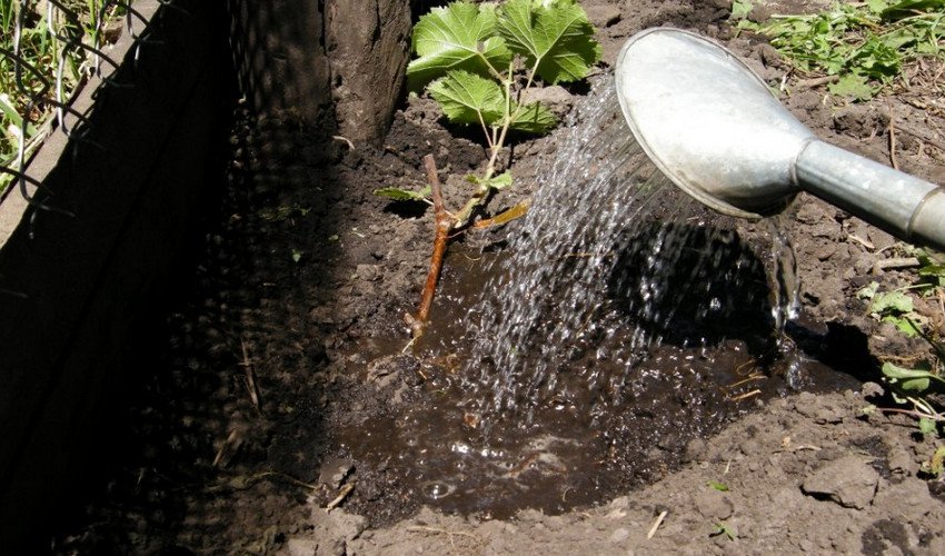 Полив винограду Полив винограду