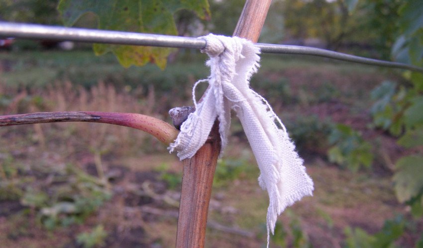 Підв'язка Підв'язка