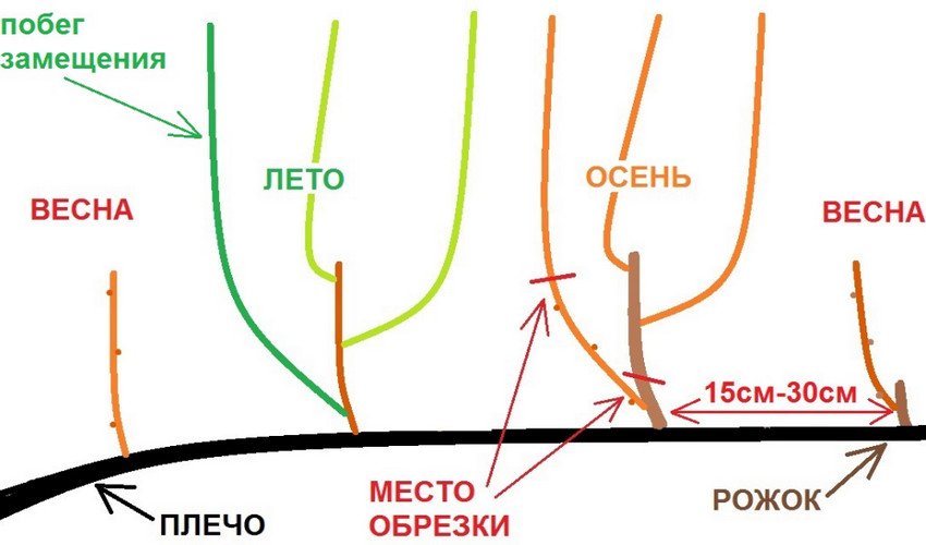 Схема выращивания винограда