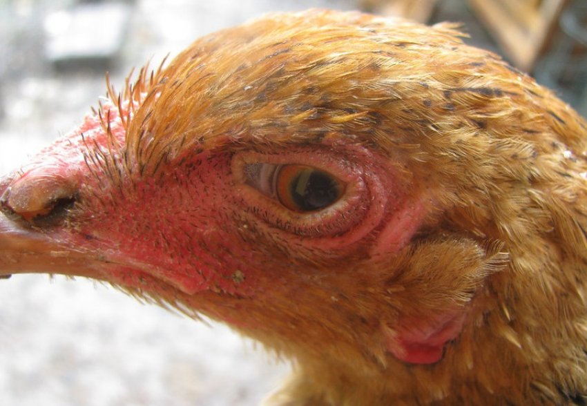 Хвороба Марека Хвороба Марека