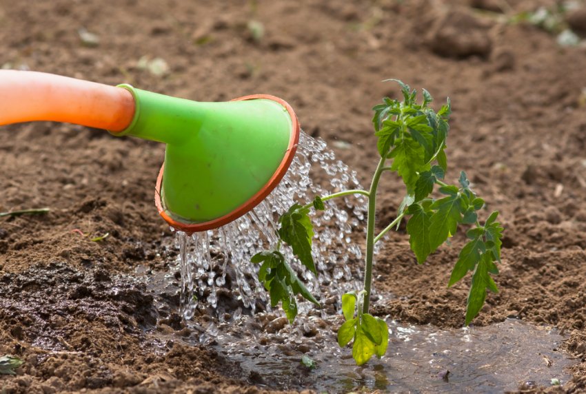 Полив томатів Полив томатів