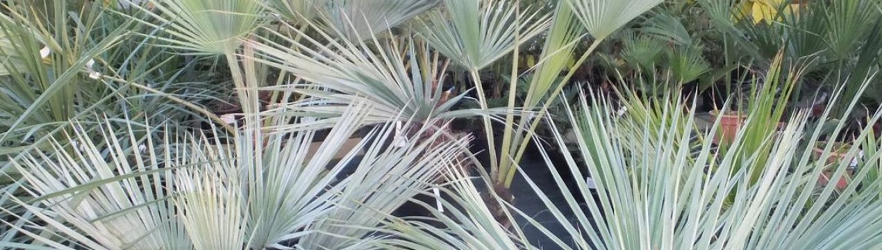 Опис і догляд в домашніх умовах за брахеей