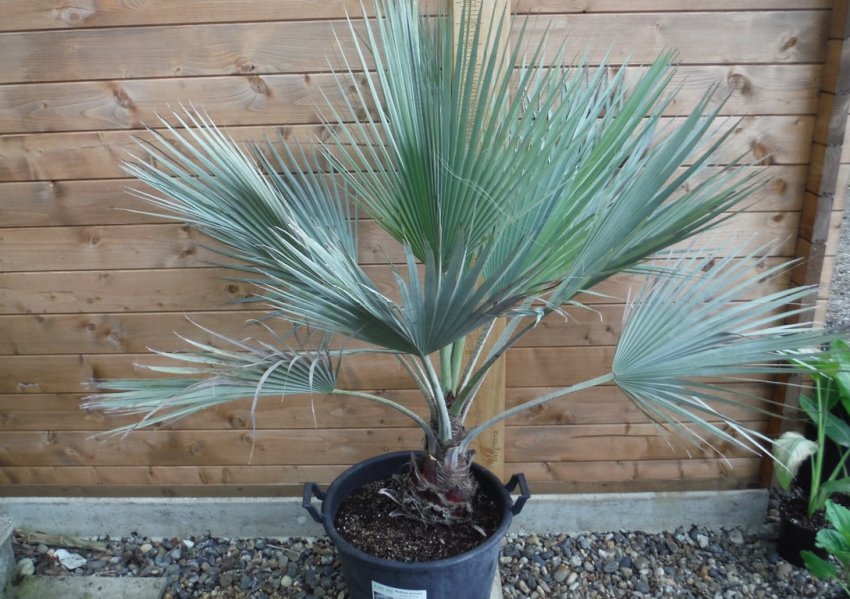 Брахея Брахея