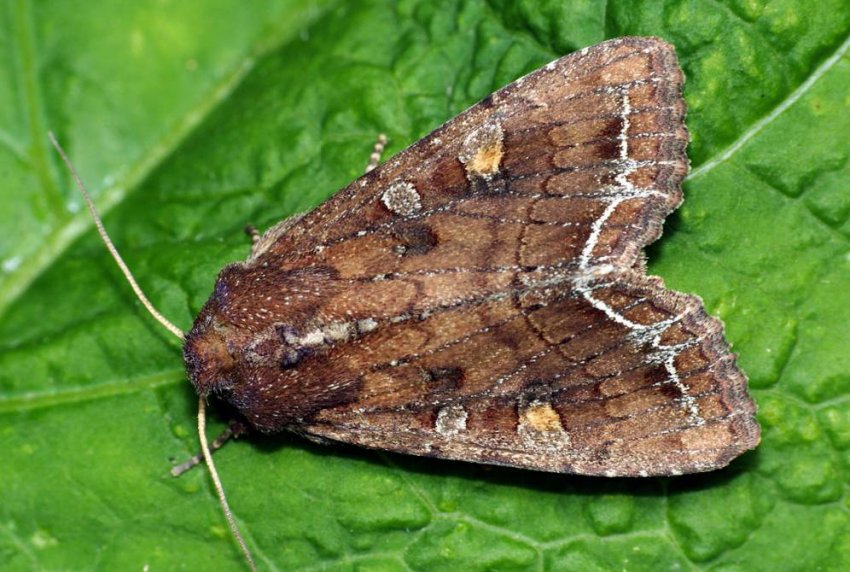 Совка Совка