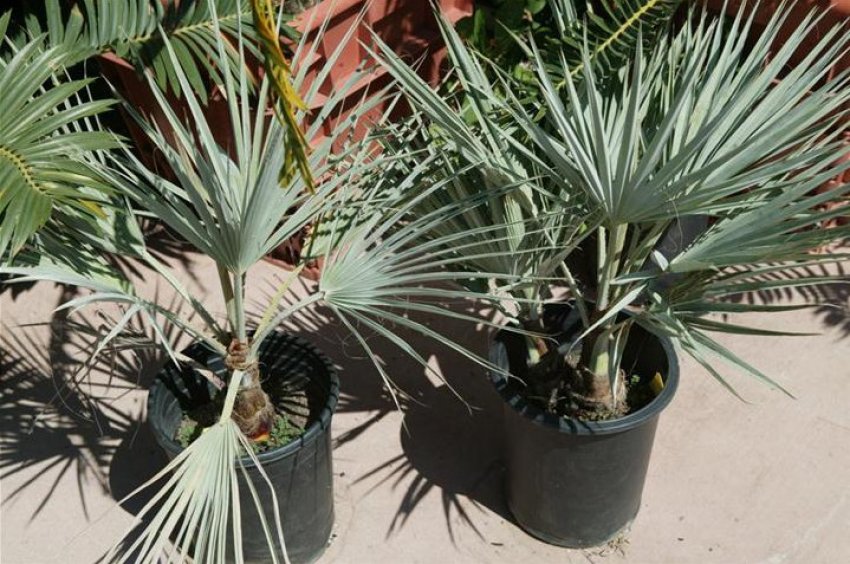 Брахея озброєна Брахея озброєна