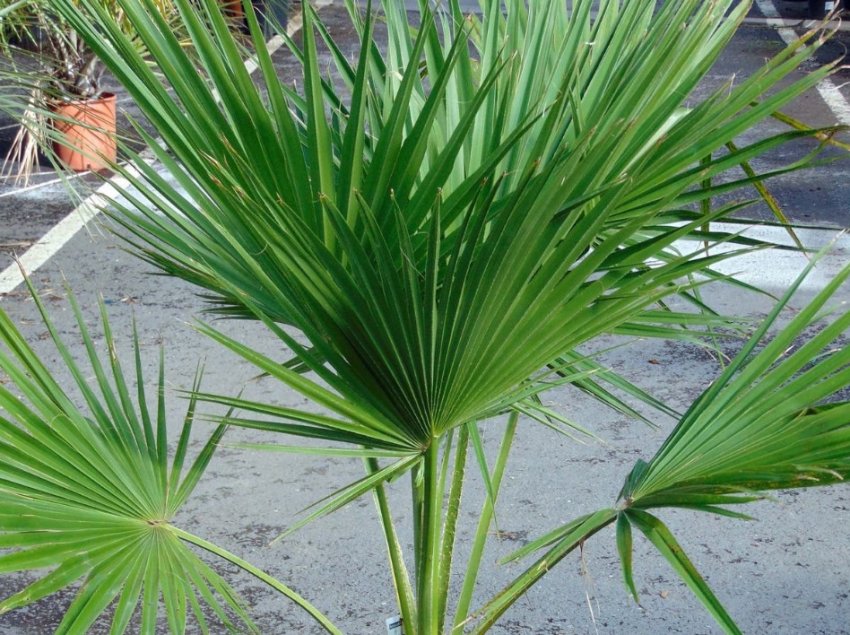 Брахея Брандеги Брахея Брандеги