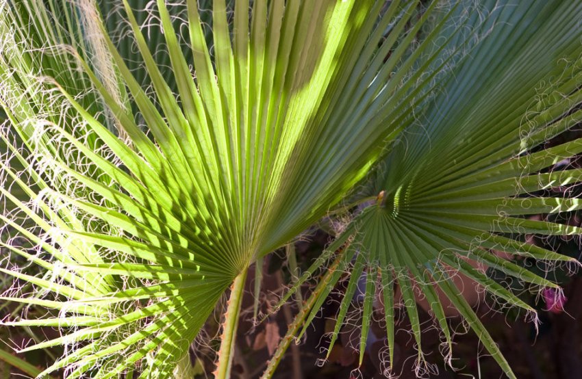 Брахея їстівна Брахея їстівна