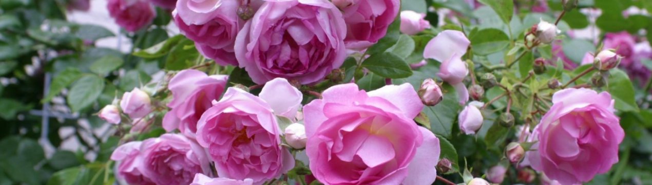 Роза Жасмину: опис особливостей догляду, розмноження