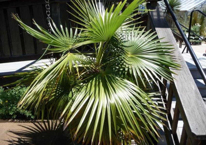 Вирощування Брахеи в домашніх умовах Вирощування Брахеи в домашніх умовах