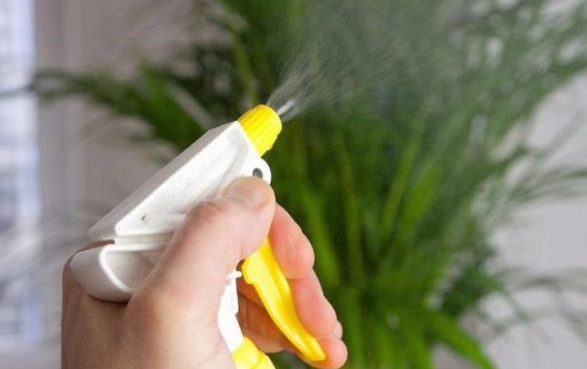 Обприскування кімнатного рослини Обприскування кімнатного рослини