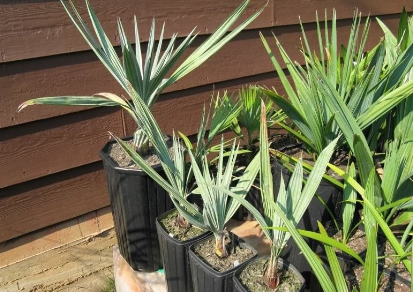 Пересадка кімнатного рослини Пересадка кімнатного рослини