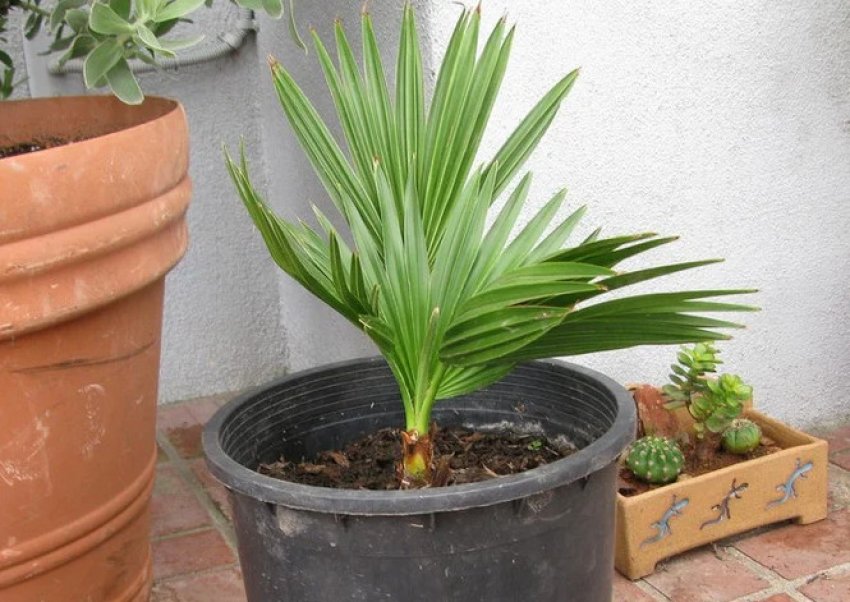 Пересадка брахеи Пересадка брахеи