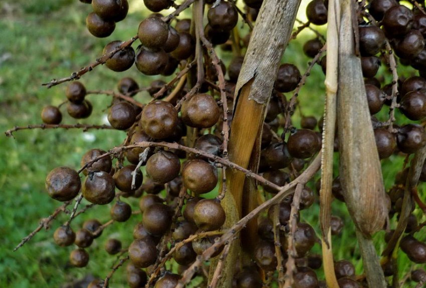 Насіння брахеи Насіння брахеи
