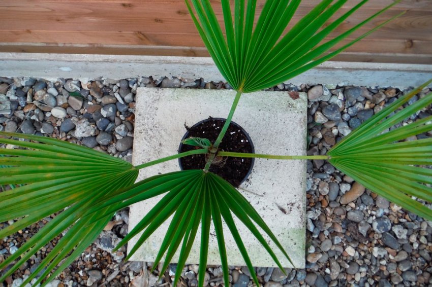 Пальма Брахея Пальма Брахея