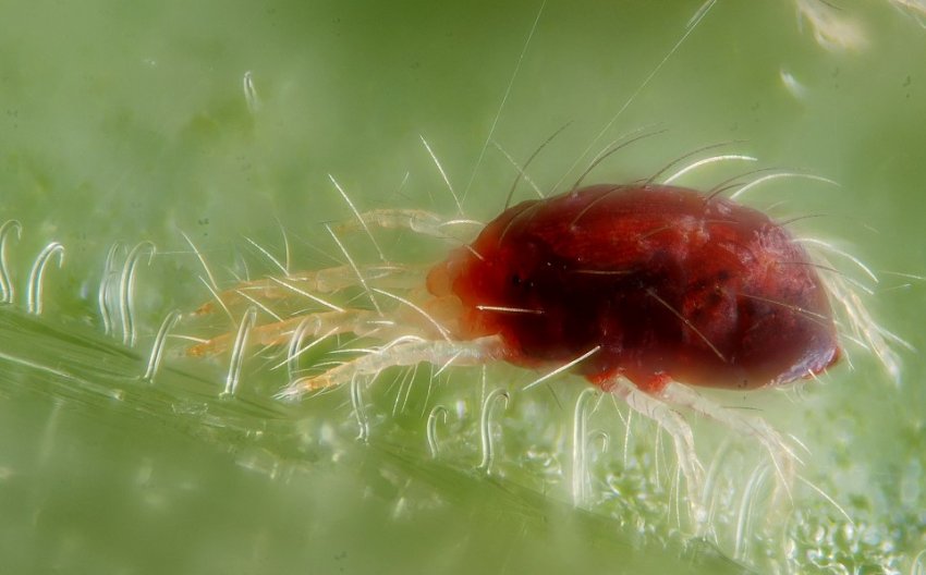 Павутинний кліщ Павутинний кліщ