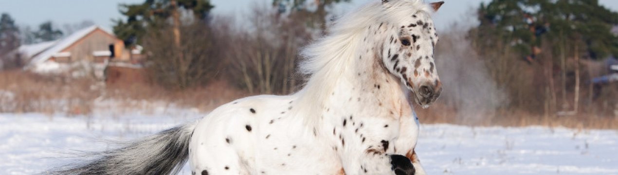 Опис породи коня Аппалуза, особливості розведення та догляду