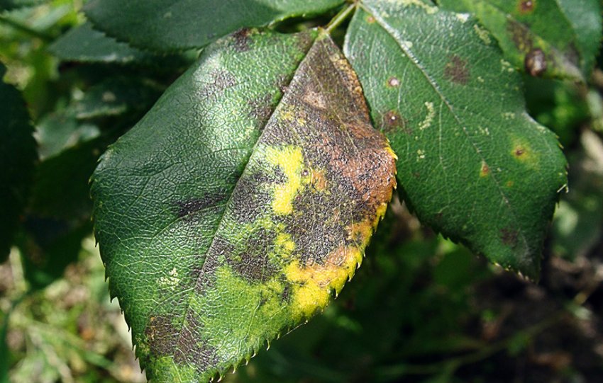 Чорна плямистість