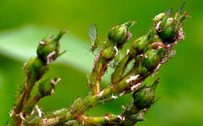 Попелиця на трояндах