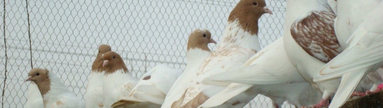 Зовнішній вигляд і особливості іранських голубів