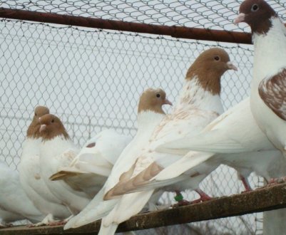 Зовнішній вигляд і особливості іранських голубів