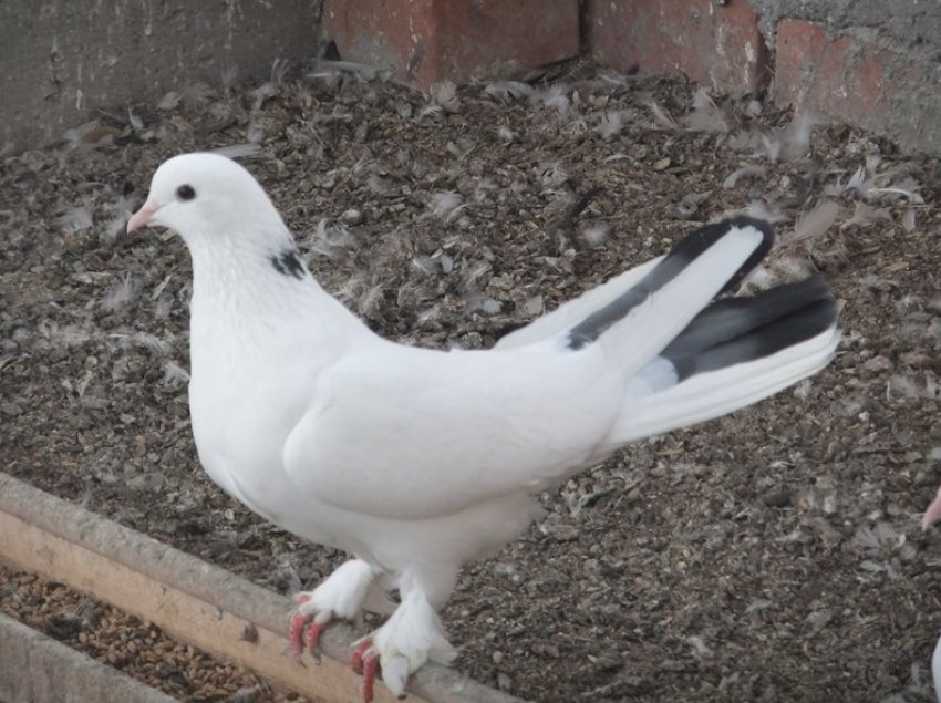 Тибризкие голуби