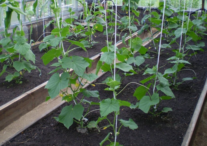 Догляд за ґрунтом біля огірків Догляд за ґрунтом біля огірків