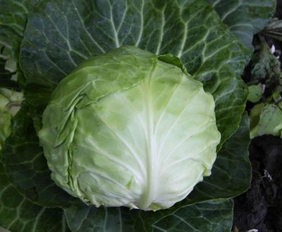Капуста Кам'яна голова: опис та характеристика сорту