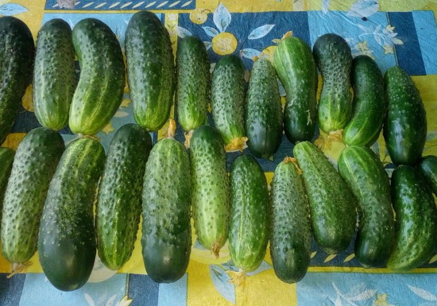 Врожайність огірків сорту Барабулька