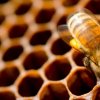 Пчелиный воск в косметологии: полезные свойства, рецепты, использование в домашних условиях || Воск косметический