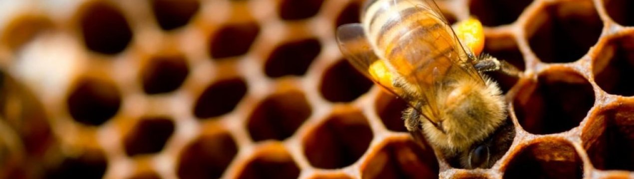 Як бджоли роблять мед?