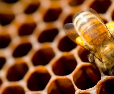 Як бджоли роблять мед?