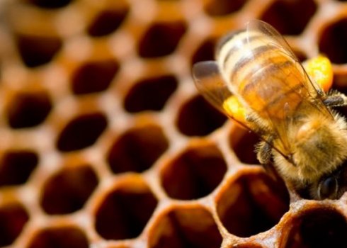 Как пчёлы делают воск?