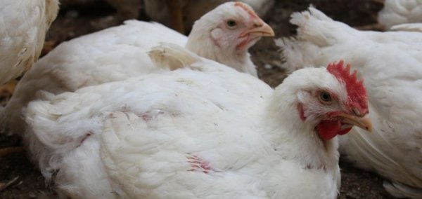 Пуллороз цыплят и кур: лечение
