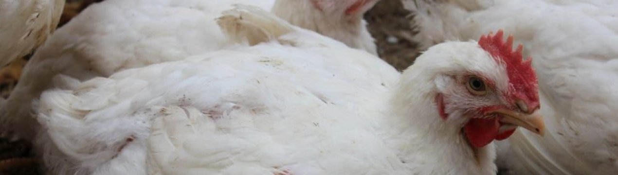 Симптоми і лікування хвороб бройлерів
