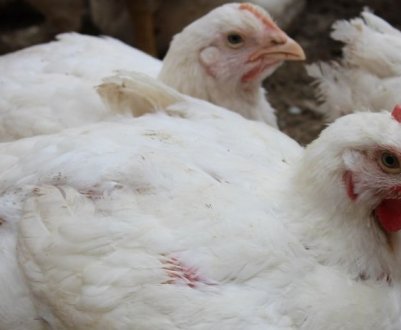 Симптоми і лікування хвороб бройлерів