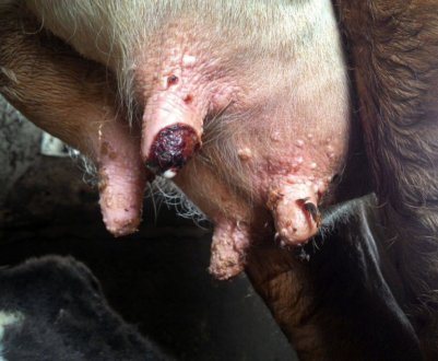 Бородавки на вимені у корови: причини та лікування