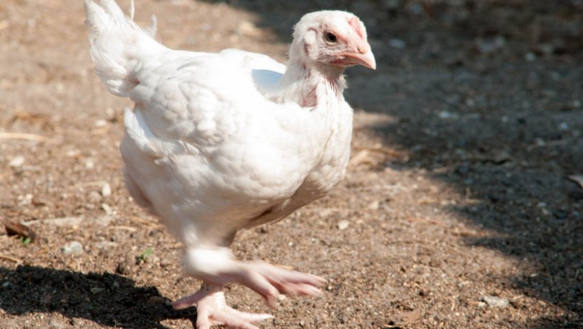 Курча бройлер