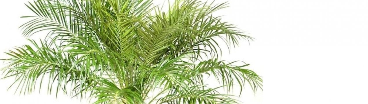 Догляд за фініком Переймалася в домашніх умовах