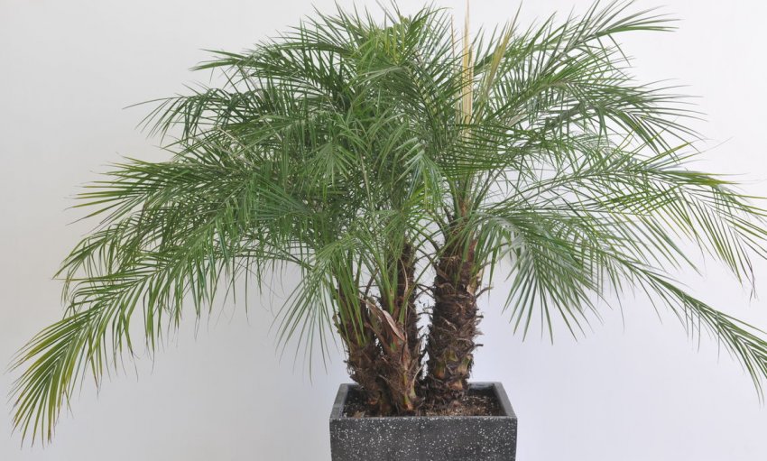 Фінікова пальма Переймалася Фінікова пальма Переймалася