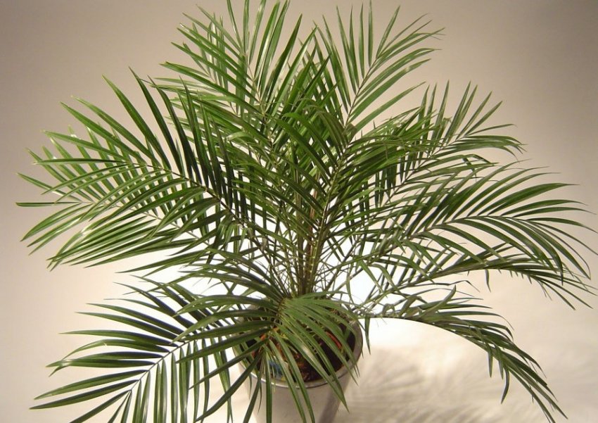 Умови вирощування пальми Переймалася Умови вирощування пальми Переймалася