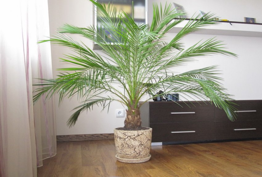 Догляд за пальмою Переймалася Догляд за пальмою Переймалася