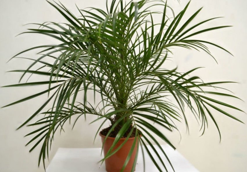 Фінікова пальма Робелени Фінікова пальма Робелени