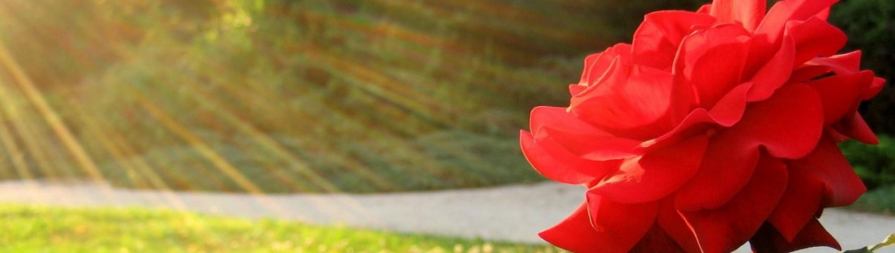 Чим підживити троянди навесні для пишного цвітіння