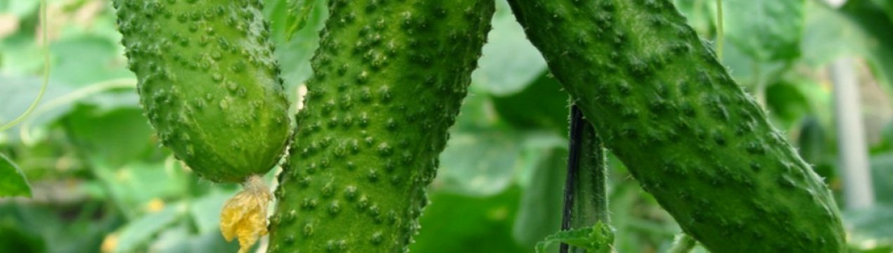 Опис огірків сорту Аякс