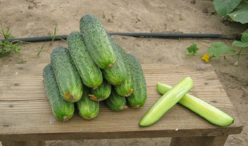 Огурцы Аякс Огурцы Аякс