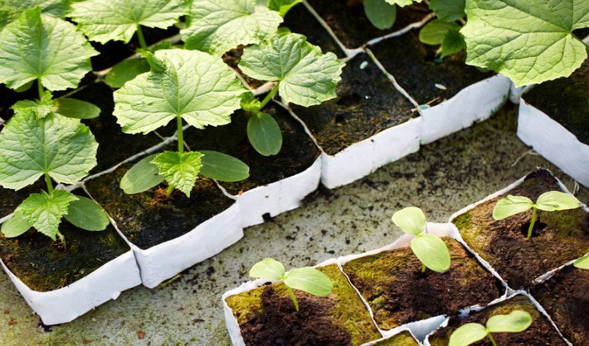 Розсада огірків