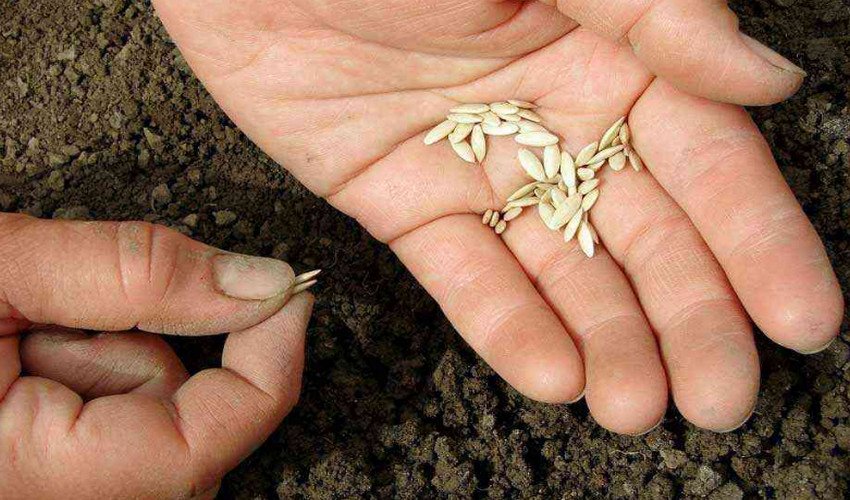 Посів насіння у відкритий ґрунт