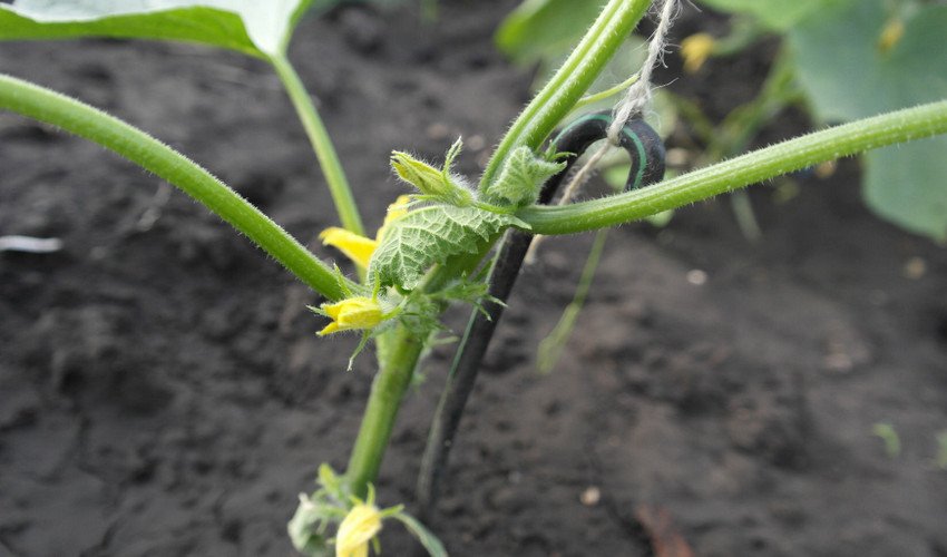 Підв'язка куща огірків