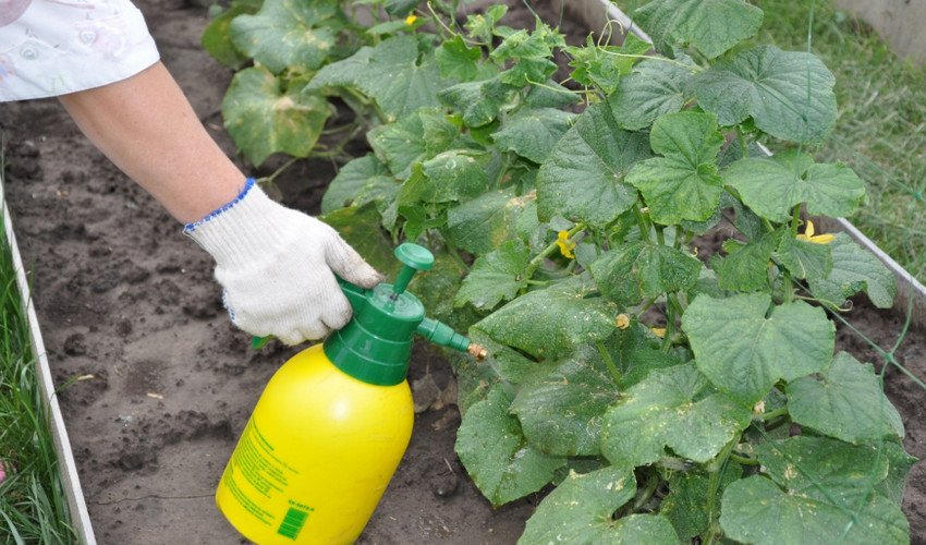 Обприскування огірків