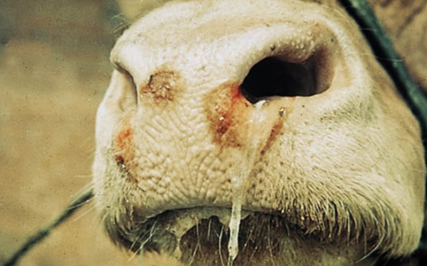 Інфекційний ринотрахеїт Інфекційний ринотрахеїт